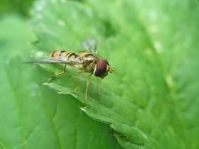 Syrphidae - Ziedmušas