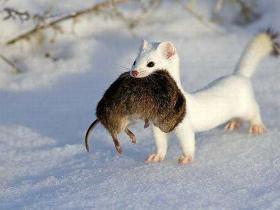 Jaunavība