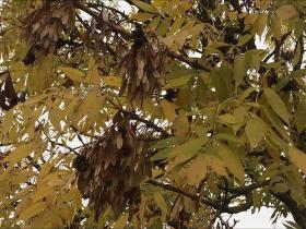 Leaves and wind