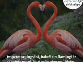 Vai Tu zināji? 13. daļa