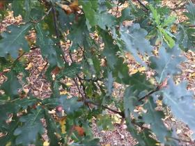 Dancing oak