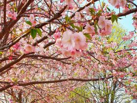 Skaistums neaptverams! Rīgā krāšņi uzzied pirmās Sakuras