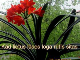 Beidzot Rīgā līst lietus.