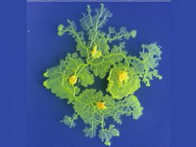 Neparasts organisms ar 720 dzimumiem, kas var sevi izārstēt