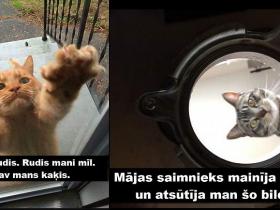 Smieklīgas kaķu bildes labākam noskaņojumam (21 attēls)